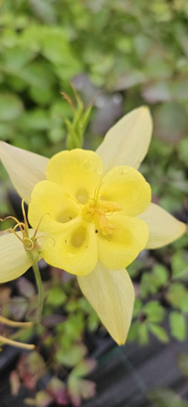 Aquilegia 'Swan Yellow'