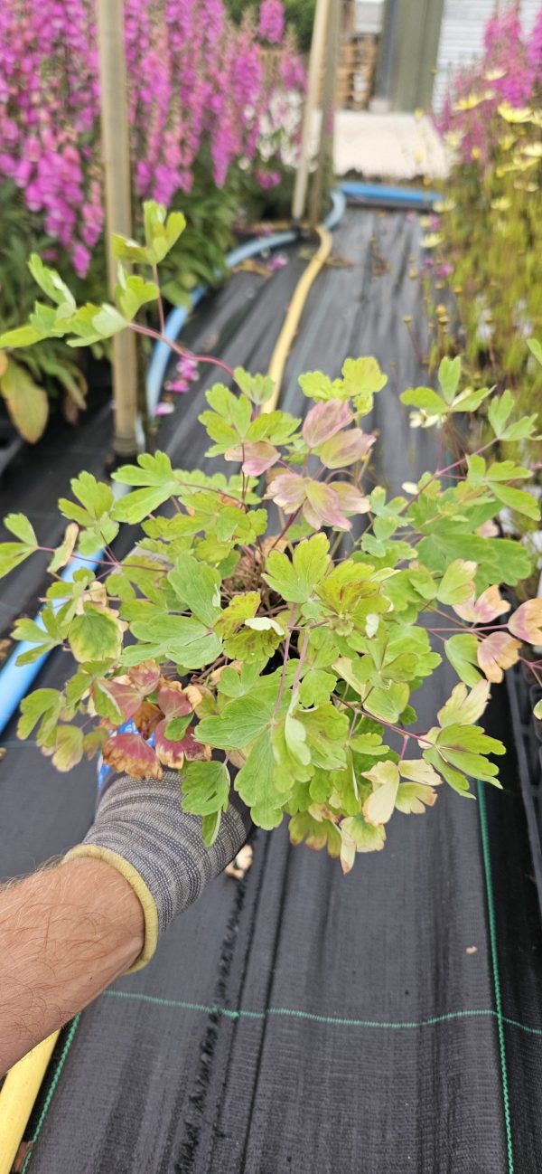 Aquilegia 'Swan Yellow'