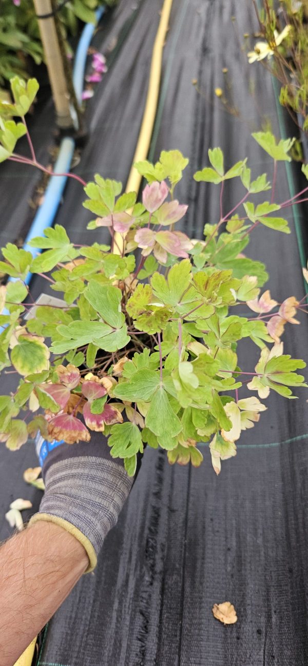 Aquilegia 'Swan Yellow'