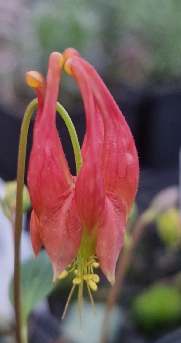 Aquilegia canadensis 'Rhubarb and Custard'