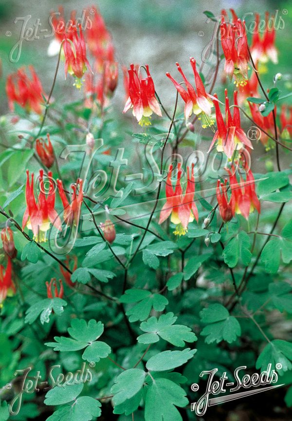 Aquilegia canadensis 'Rhubarb and Custard'