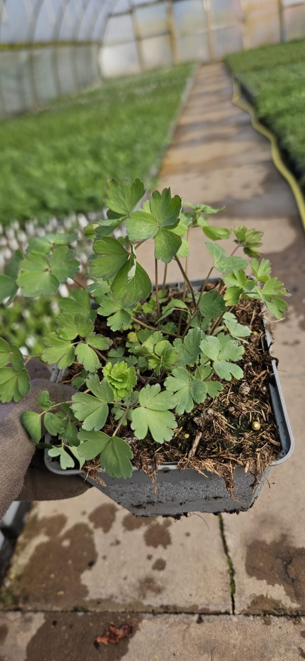 Aquilegia skinneri 'Tequila Sunrise'