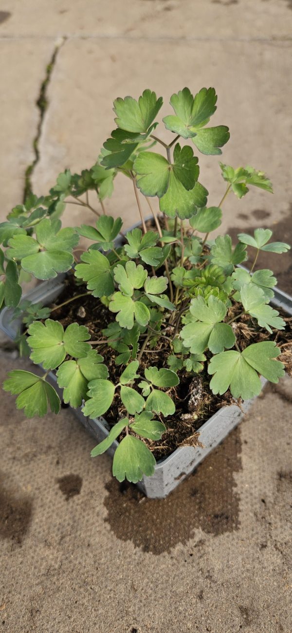 Aquilegia skinneri 'Tequila Sunrise'