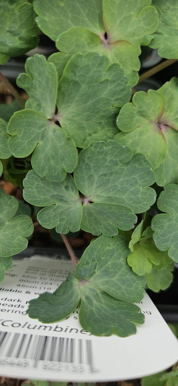 Aquilegia vulgaris 'William Guinness' Aquilegia vulgaris 'William Guinness'