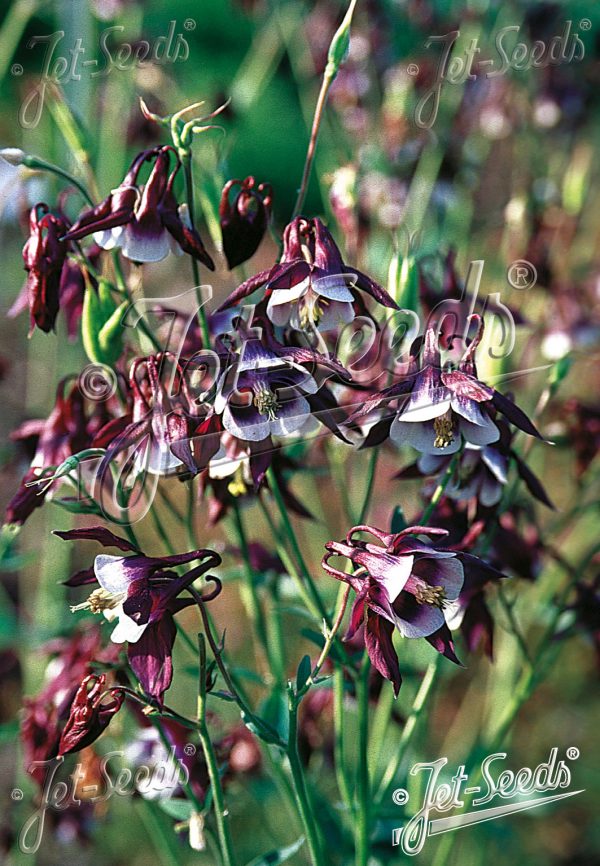 Aquilegia vulgaris 'William Guinness'2 Aquilegia vulgaris 'William Guinness'