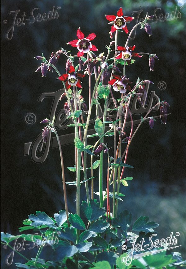 Aquilegia vulgaris 'William Guinness'3 Aquilegia vulgaris 'William Guinness'