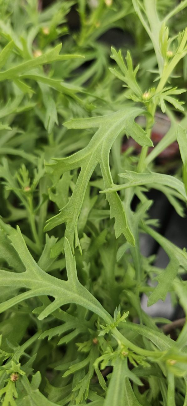 Argyranthemum frutescens 'Aramis Wine Red'