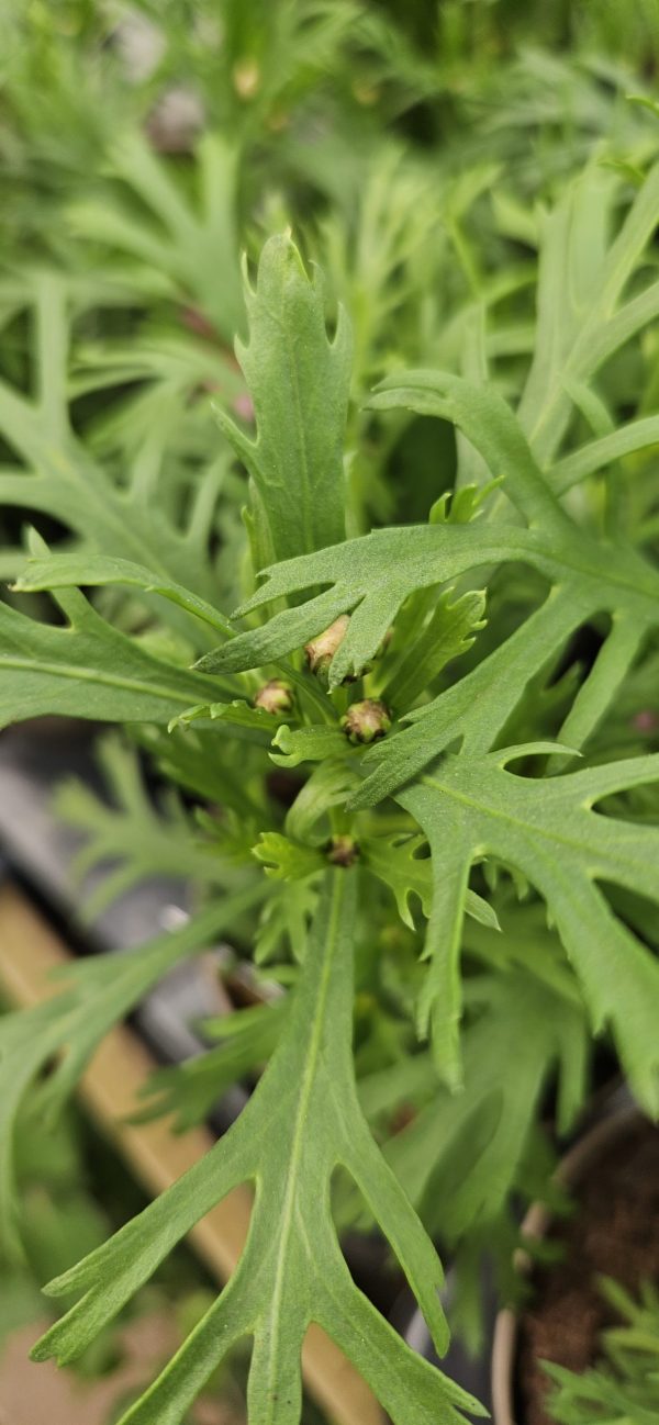 Argyranthemum frutescens 'Aramis Wine Red'