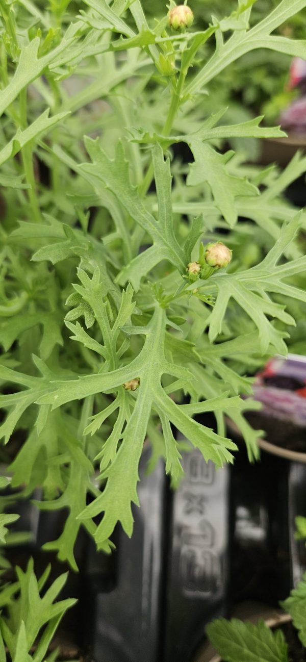 Argyranthemum frutescens 'Aramis Wine Red'
