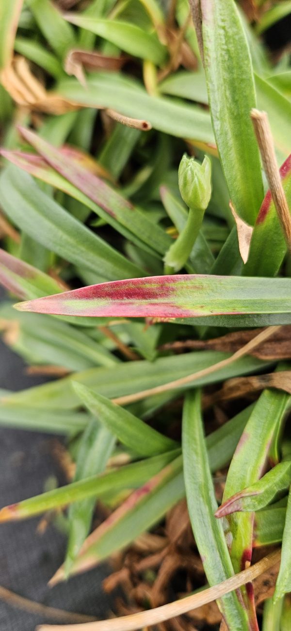 Armeria 'Ballerina White' Armeria 'Ballerina White'