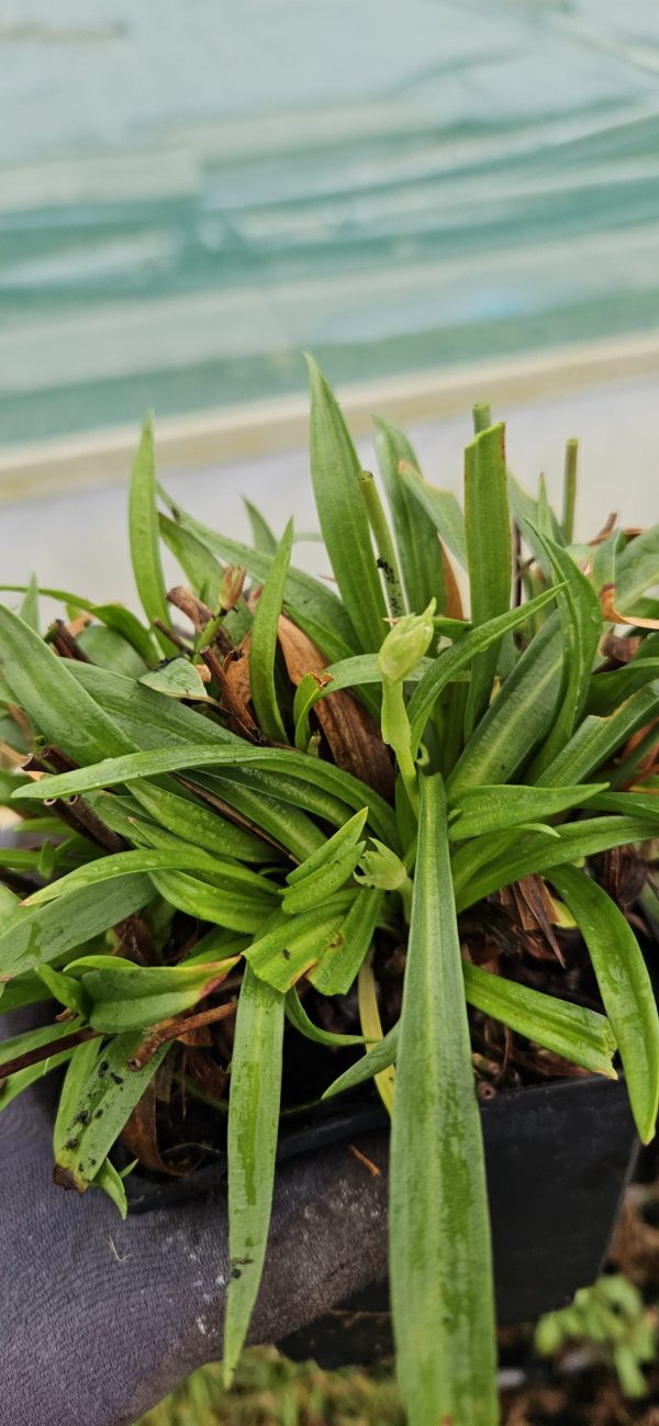 Armeria 'Ballerina White'2 Armeria 'Ballerina White'
