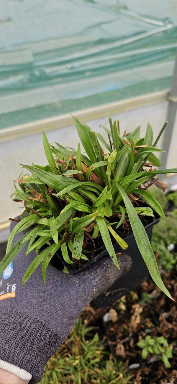 Armeria 'Ballerina White'3 Armeria 'Ballerina White'