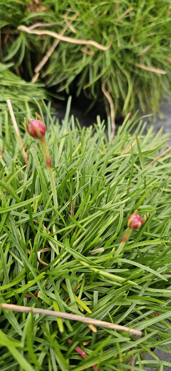 Armeria maritima 'Dusseldorf Pride' Armeria maritima 'Dusseldorf Pride'