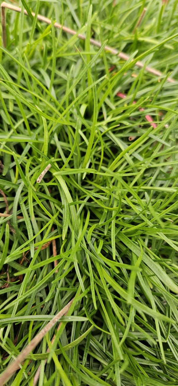 Armeria maritima 'Dusseldorf Pride'2 Armeria maritima 'Dusseldorf Pride'