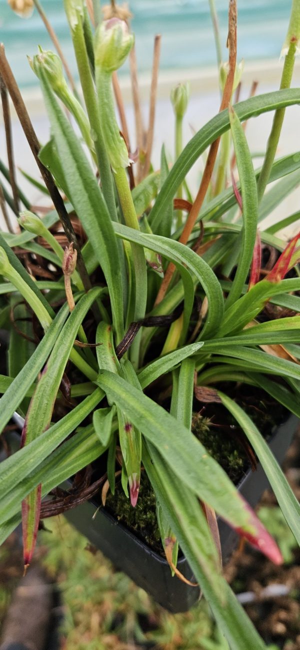 Armeria pseudarmeria 'Ballerina Red' Armeria pseudarmeria 'Ballerina Red'