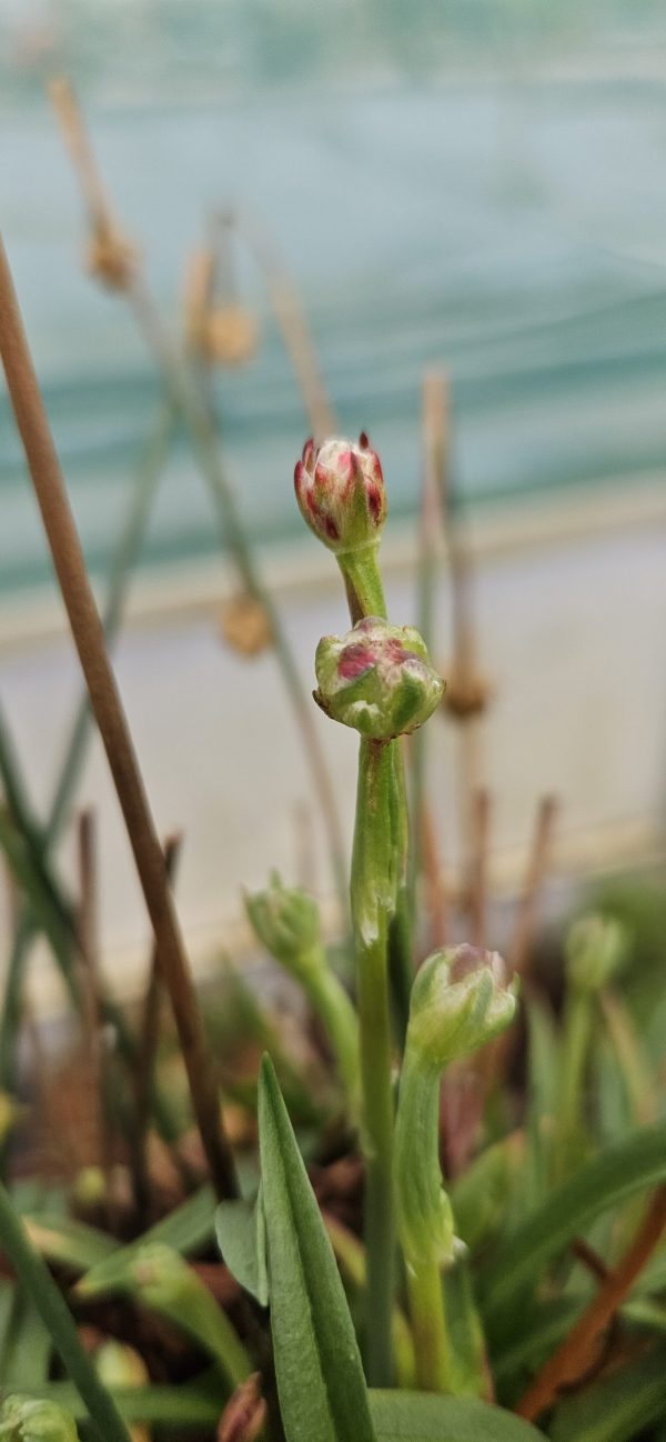 Armeria pseudarmeria 'Ballerina Red'2 Armeria pseudarmeria 'Ballerina Red'