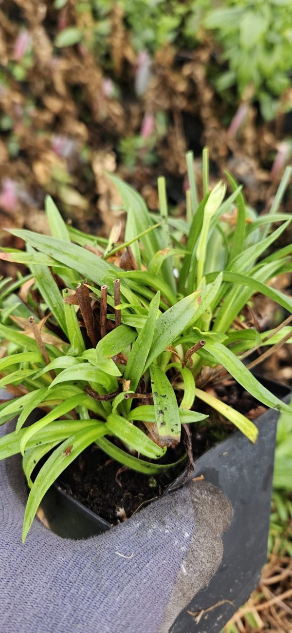 Armeria pseudarmeria 'Ballerina Red'3 Armeria pseudarmeria 'Ballerina Red'