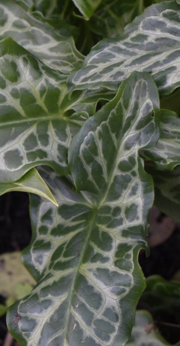 Arum italicum Arum italicum