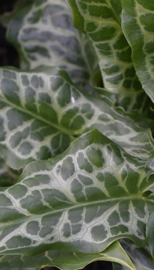 Arum italicum3 Arum italicum