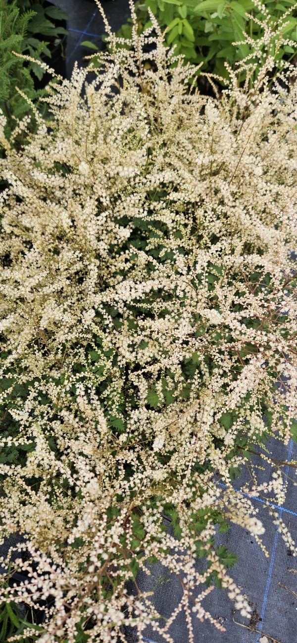 Aruncus 'Chantilly Lace'