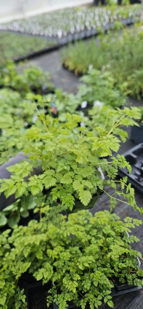Aruncus 'Chantilly Lace'
