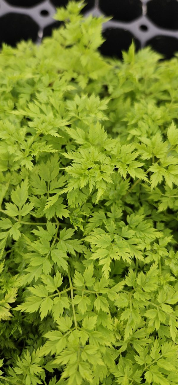 Aruncus aethusifolius 'Guinea Fowl'