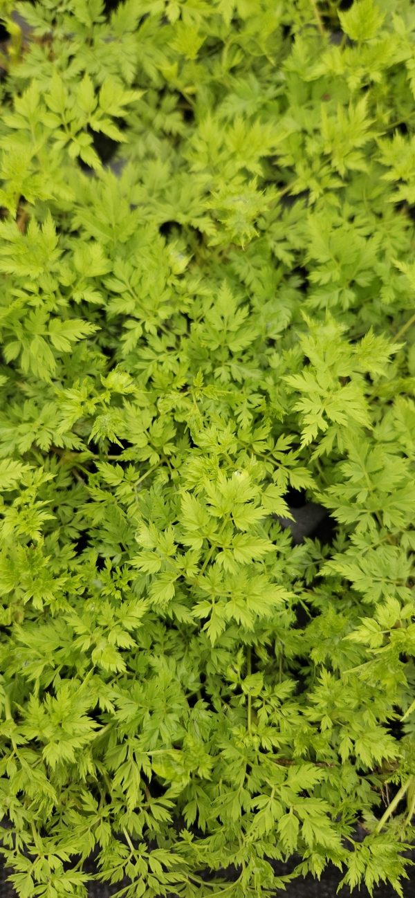 Aruncus aethusifolius 'Guinea Fowl'