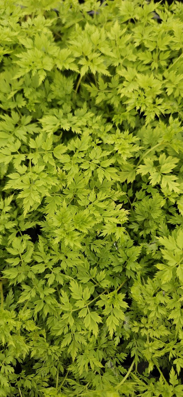 Aruncus aethusifolius 'Guinea Fowl'