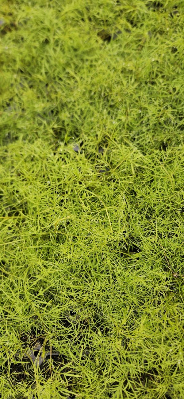 Aruncus asplenifolia 'Silver Filigree'