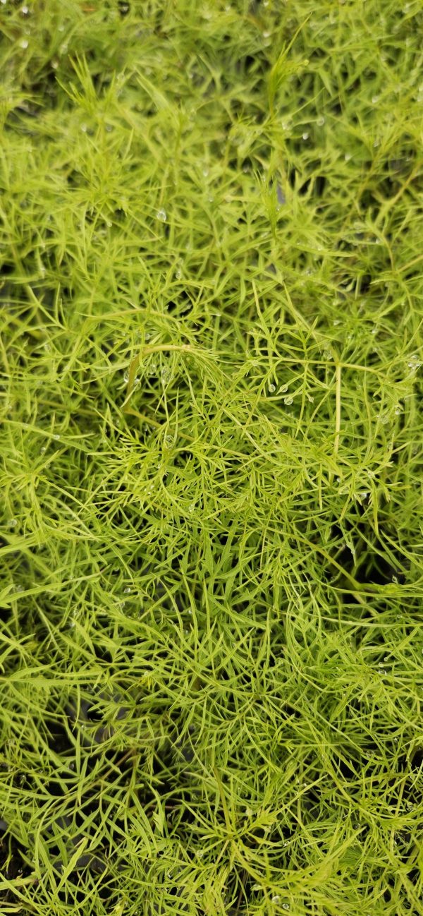 Aruncus asplenifolia 'Silver Filigree'