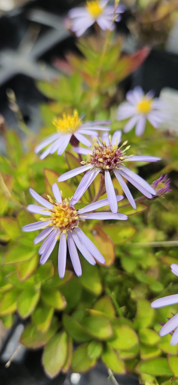 Aster ageratoides 'Adustus Nanus'