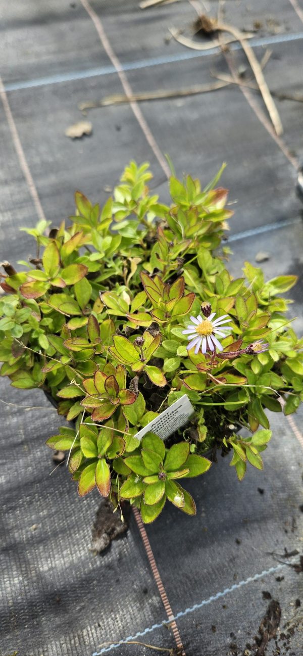 Aster ageratoides 'Adustus Nanus'