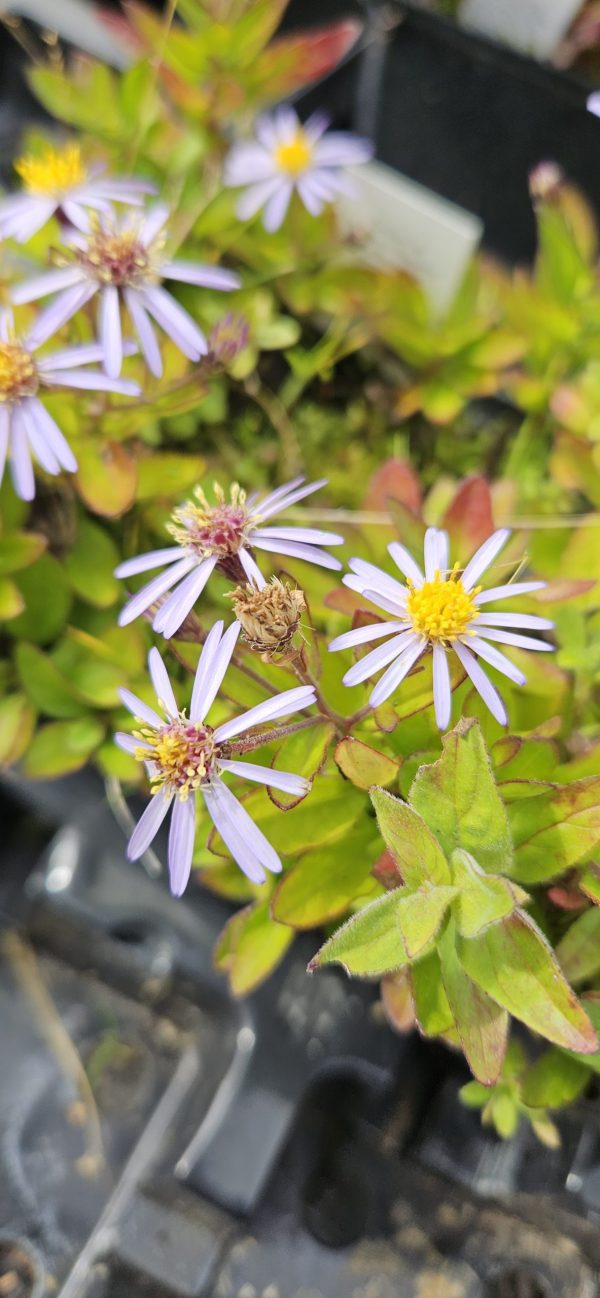 Aster ageratoides 'Adustus Nanus'
