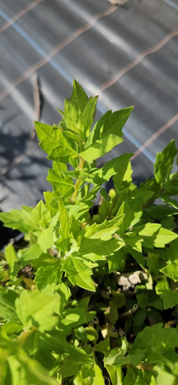 Aster ageratoides 'Ashvi'