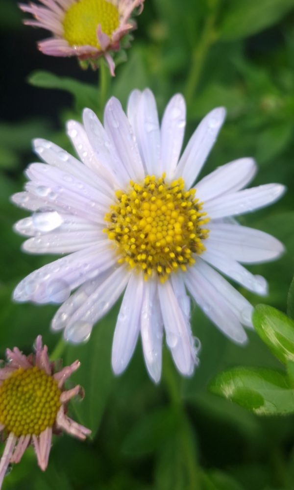Aster ageratoides 'Ashvi'