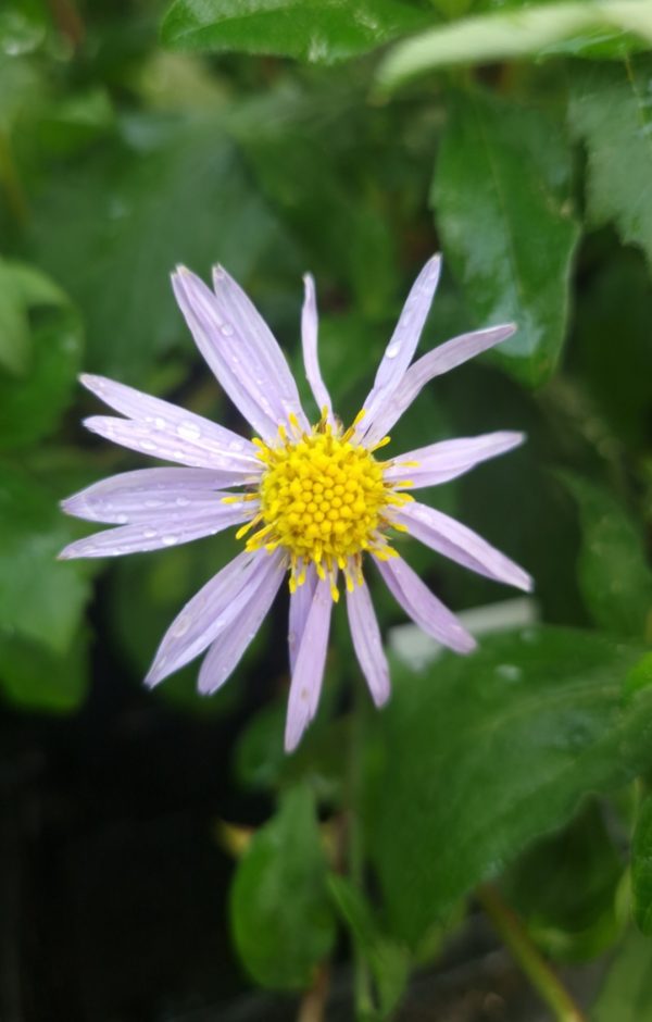 Aster ageratoides 'Eleven Purple' Aster ageratoides 'Eleven Purple'
