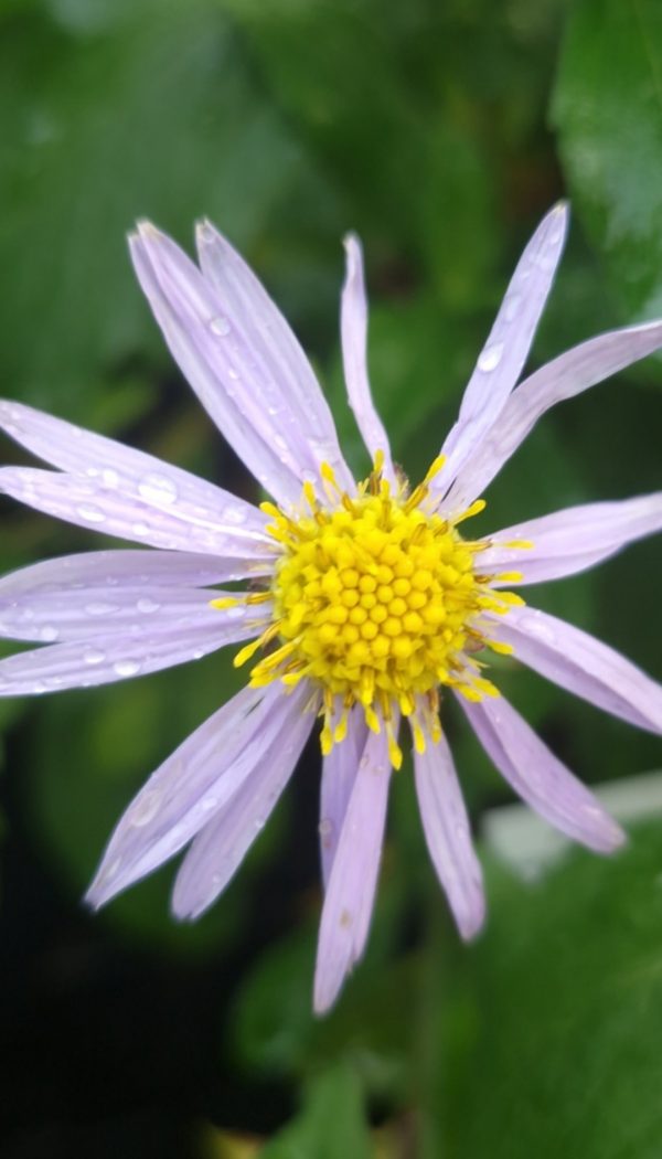 Aster ageratoides 'Eleven Purple'2 Aster ageratoides 'Eleven Purple'