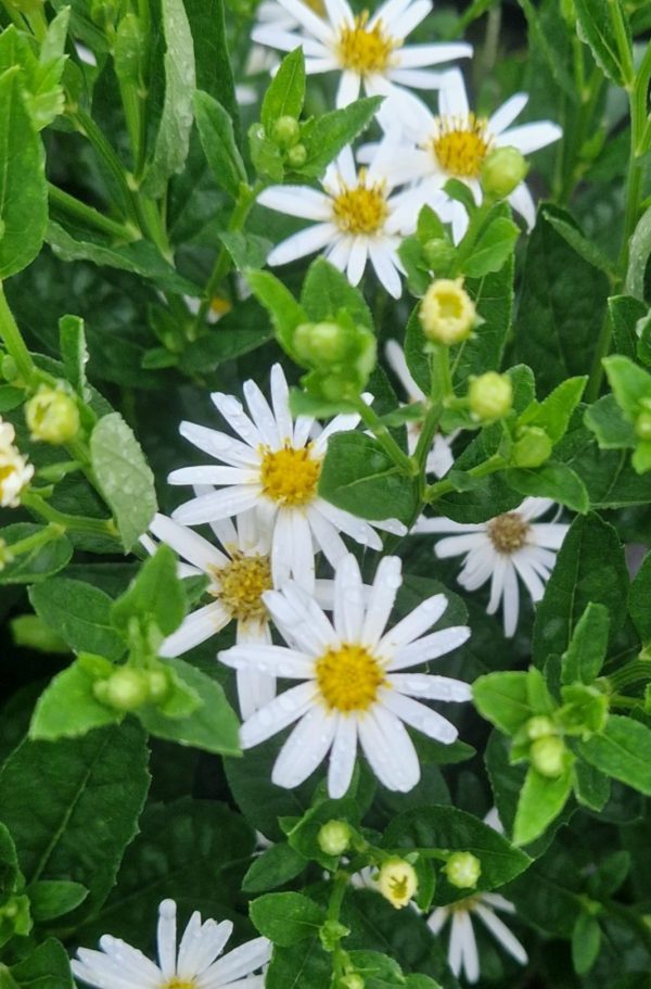 Aster ageratoides 'Starshine'