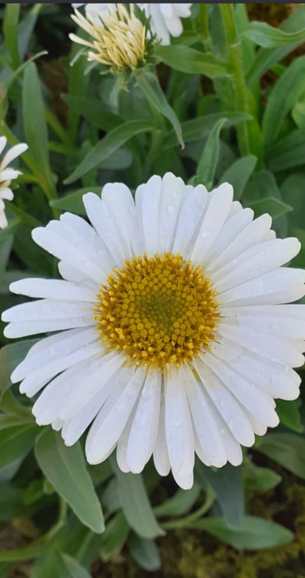Aster alpinus 'White'