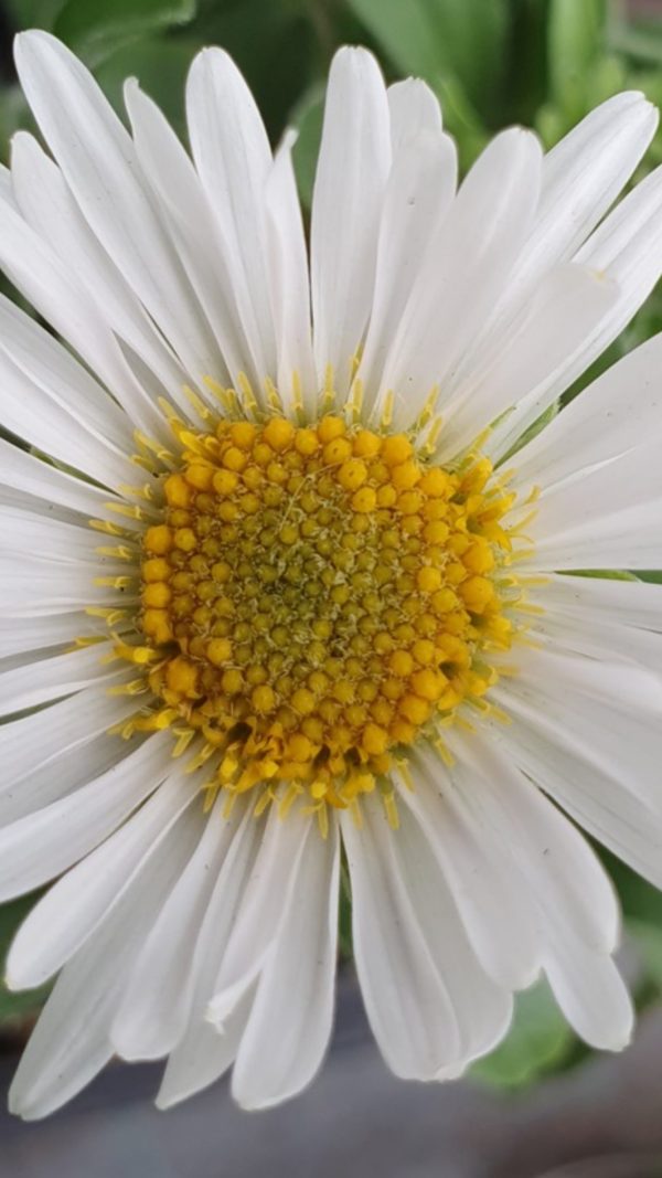 Aster alpinus 'White'