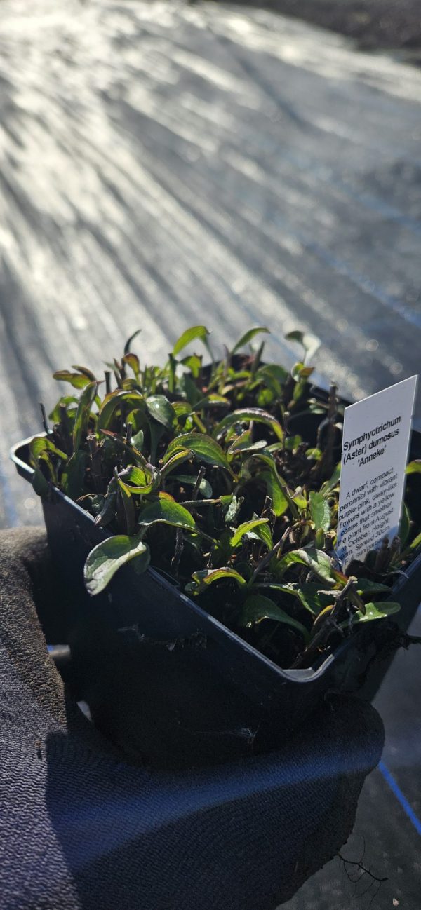 Aster dumosus 'Anneke' Aster dumosus 'Anneke'