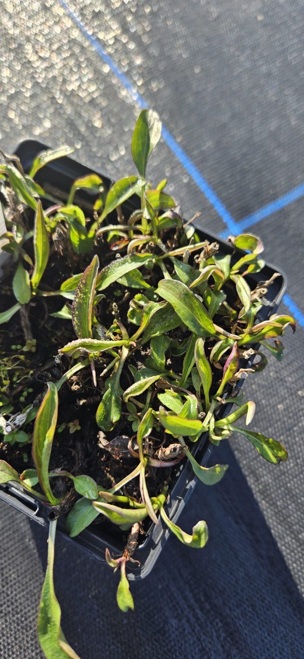Aster dumosus 'Anneke'2 Aster dumosus 'Anneke'