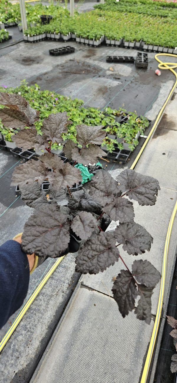 Astilbe 'Dark Side of the Moon' Astilbe 'Dark Side of the Moon'