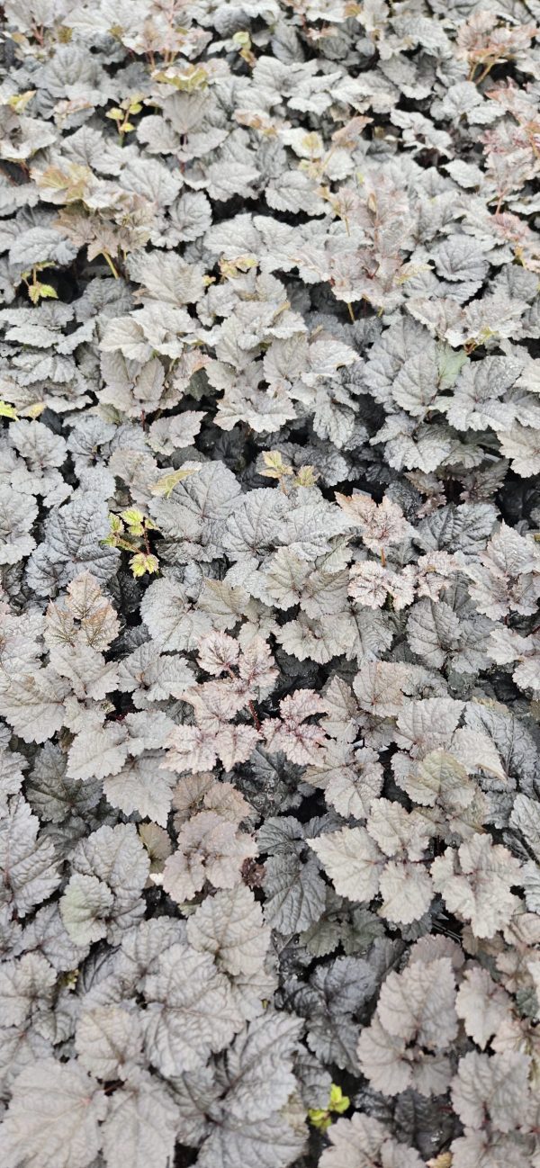 Astilbe 'Dark Side of the Moon'2 Astilbe 'Dark Side of the Moon'