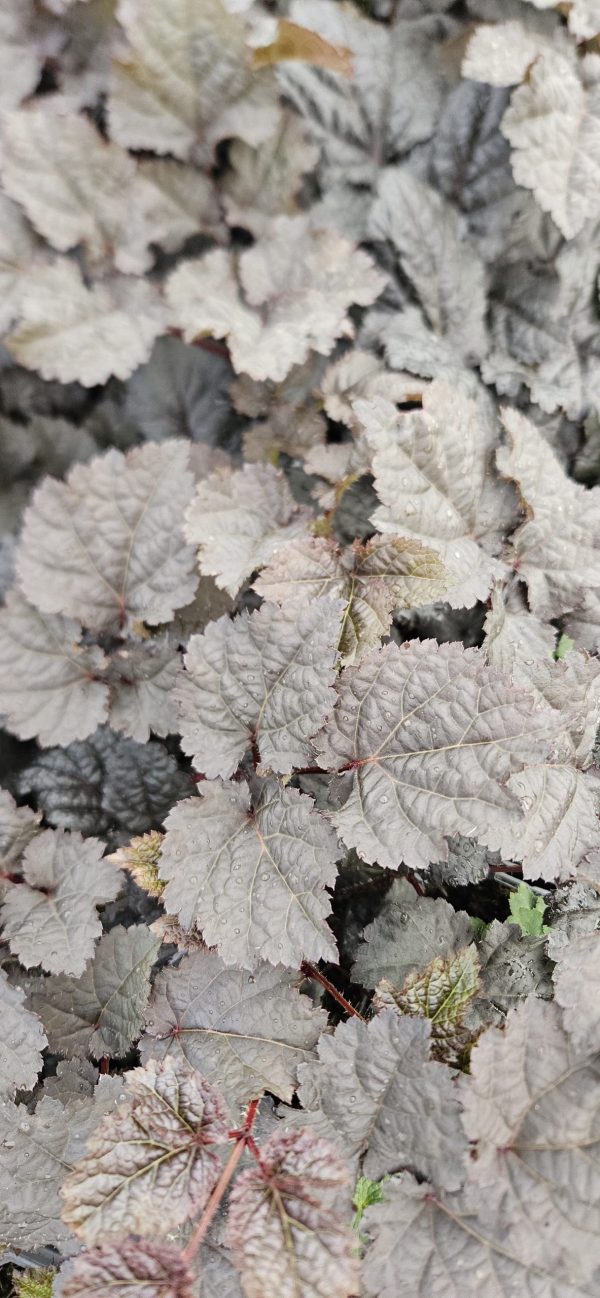 Astilbe 'Dark Side of the Moon'3 Astilbe 'Dark Side of the Moon'