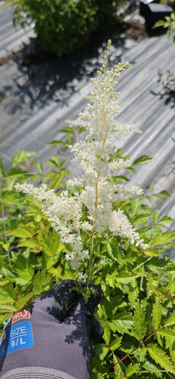 Astilbe 'Deutschland' Astilbe 'Deutschland'
