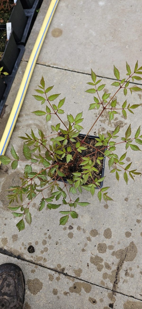 Astilbe 'Deutschland'2 Astilbe 'Deutschland'