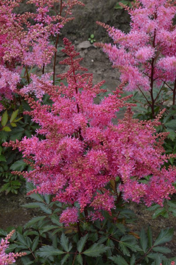 Astilbe 'Freya'