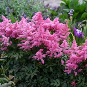 Astilbe 'Freya'
