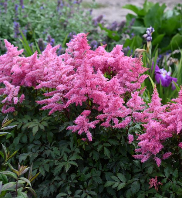 Astilbe 'Freya'